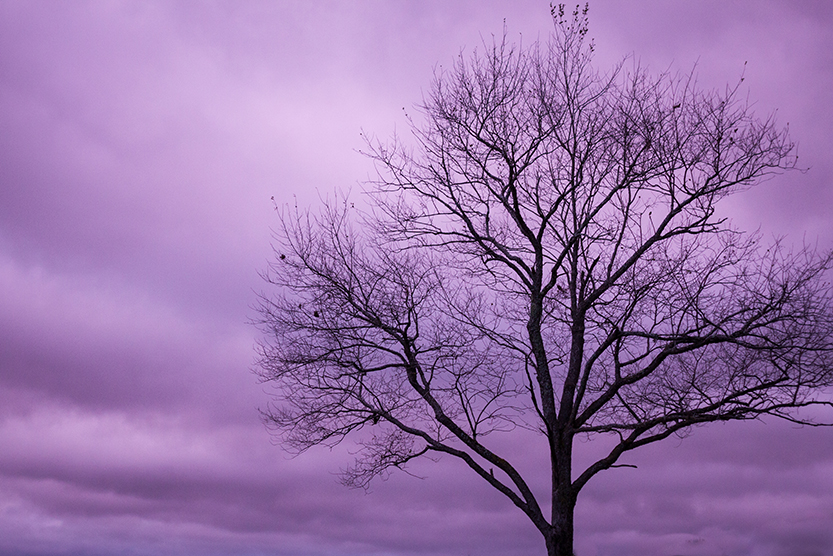 Leafless tree in the forefront of a purple clouded sky