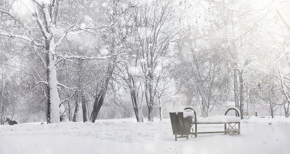 A snowy park with bench